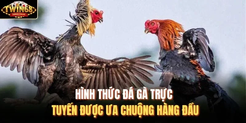 Hình thức đá gà trực tuyến được ưa chuộng hàng đầu