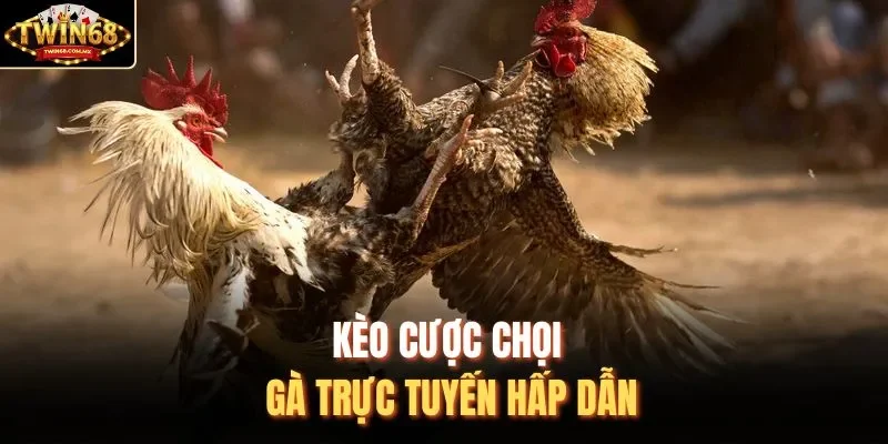 Kèo cược chọi gà trực tuyến hấp dẫn
